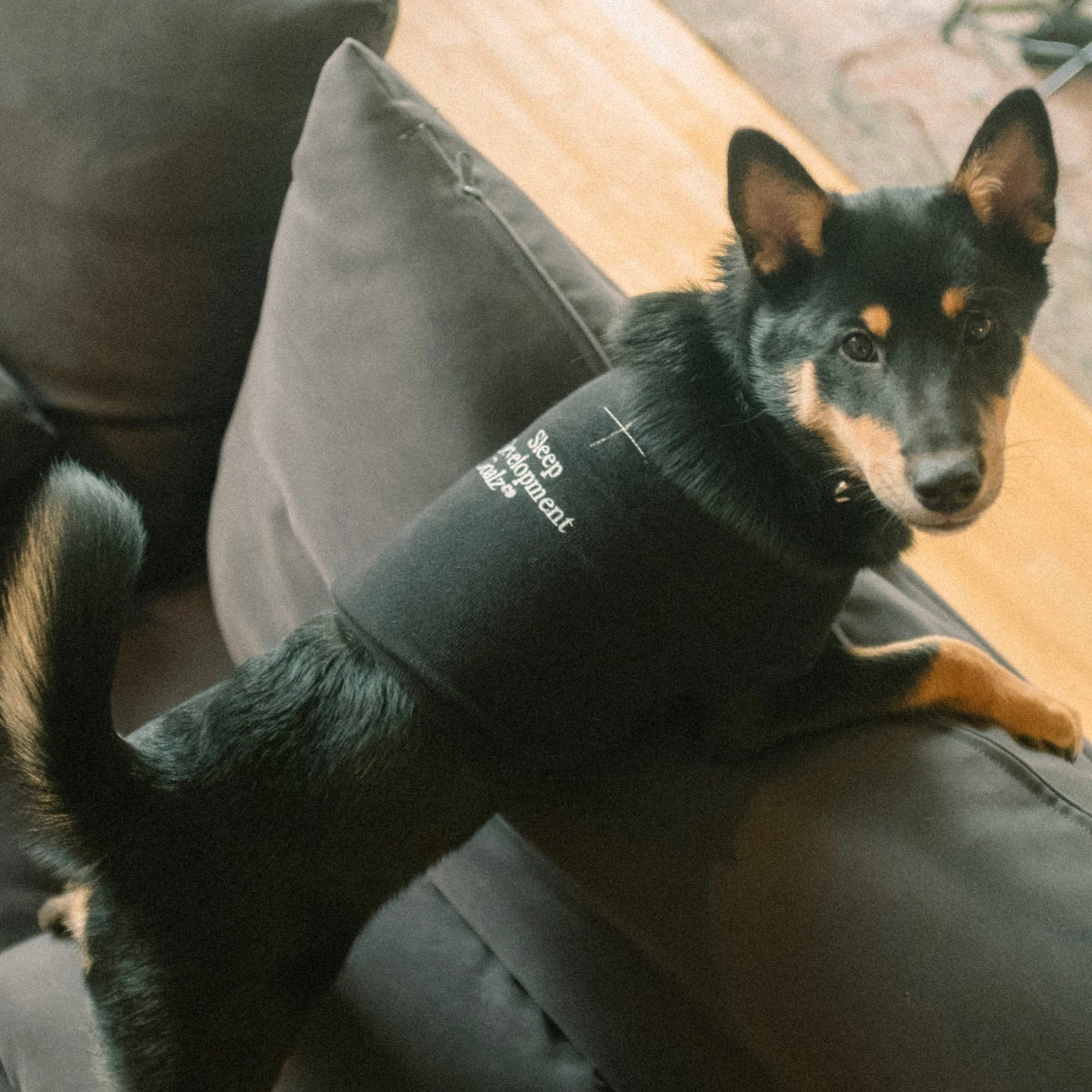 Souvenir dog vest